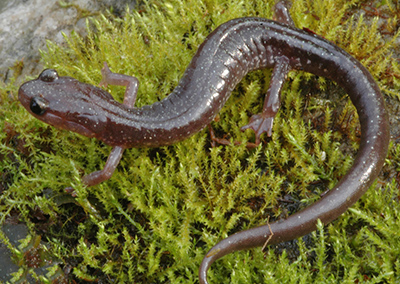 Wehrle's Salamander